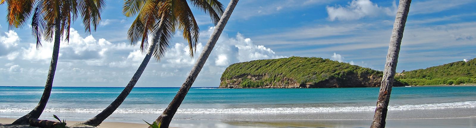 Grenada Weddings ocean beach palm tree